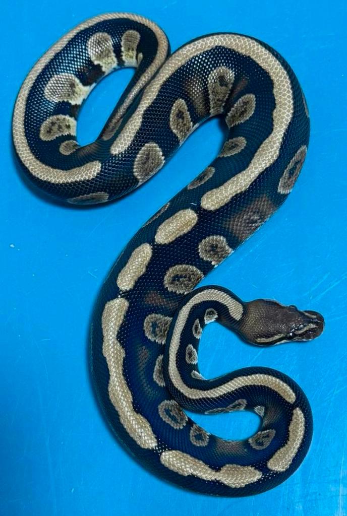 1.0 Stranger 66% poss. het Clown Ball Python, Dieren en Toebehoren, Reptielen en Amfibieën, Slang, 3 tot 6 jaar