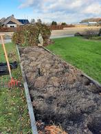 Hemerocallis Stella d'oro, Tuin en Terras, Volle zon, Vaste plant, Zomer, Ophalen