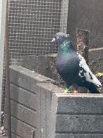 Iranse duiven, Meerdere dieren, Postduif