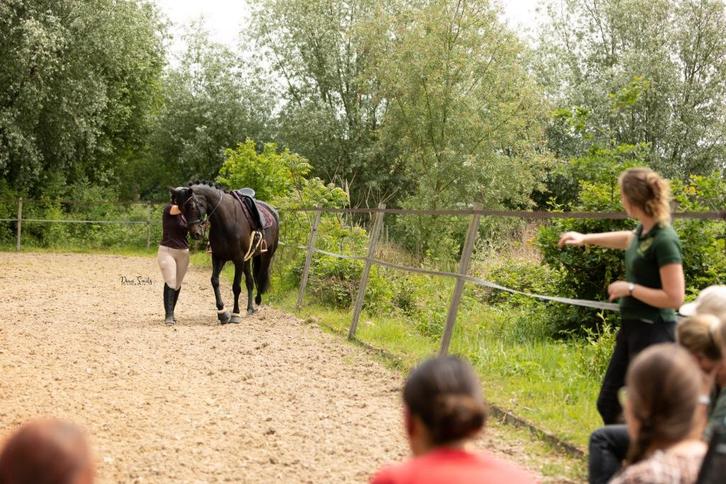 Dressuurlessen, Diensten en Vakmensen, Coaching en Persoonlijke effectiviteit
