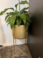 Kamerplant met pot voor 12 euro, Huis en Inrichting, Woonaccessoires | Zuilen en Pilaren, Ophalen, Zo goed als nieuw