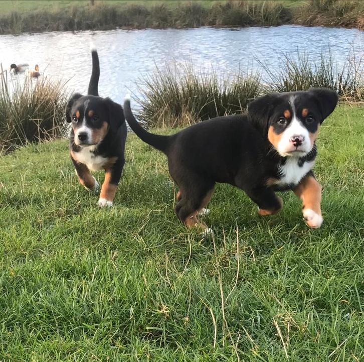 grote zwitserse sennen pup, Dieren en Toebehoren, Honden | Bulldogs, Pinschers en Molossers, Meerdere dieren, Sennenhond, Particulier