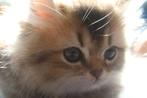 Britse langhaar kitten, Kater