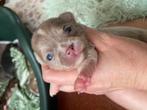 Chihuahua pupies, Dieren en Toebehoren, Honden | Chihuahua's en Gezelschapshonden, CDV (hondenziekte), 8 tot 15 weken, Meerdere
