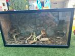 Terrarium., Ophalen of Verzenden