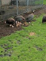 Broedeieren parelhoenders, Dieren en Toebehoren, Pluimvee, Geslacht onbekend, Kip