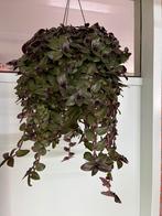 Tradescantia Velvet Hill, Ophalen of Verzenden, Overige soorten, Minder dan 100 cm