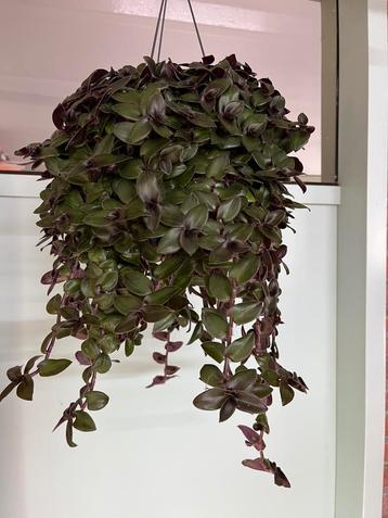 Tradescantia Velvet Hill beschikbaar voor biedingen