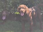 2 superlieve teefjes. Labradoodle f1, Dieren en Toebehoren, Rabiës (hondsdolheid), 15 weken tot 1 jaar, Meerdere, Meerdere dieren