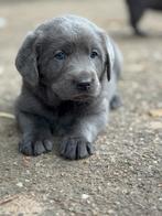 Prachtige puppies Zilveren labrador x Maremanno (Geb. 8/9), Dieren en Toebehoren, Honden | Retrievers, Spaniëls en Waterhonden
