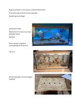 mieren formicariums en meer, Dieren en Toebehoren, Mieren