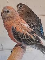 Meerdere mooie bourkes van 2025 Bourks zijn geringd, Dieren en Toebehoren, Vogels | Parkieten en Papegaaien, Meerdere dieren, Parkiet