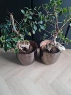 2 mooie kamer planten incl pot, Huis en Inrichting, Kamerplanten, Ophalen of Verzenden, Bonsai