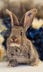 Duitse reuzen XXL rammetjes, Dieren en Toebehoren, Konijnen, Meerdere dieren, Groot, 0 tot 2 jaar