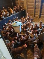 partij 1 jarige legkippen te koop. 10, Vrouwelijk, Kip
