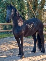️Friese 10 jarige merrie️, Dieren en Toebehoren, Paarden, Merrie, Gechipt, M, Dressuurpaard