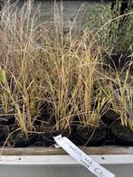 Diverse soorten (pluim)grassen nieuwe toegevoegd!, Tuin en Terras, Vaste plant, Siergrassen, Ophalen of Verzenden