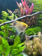 Koppel maanvissen, Dieren en Toebehoren, Vis, Zoetwatervis, Schoolvis