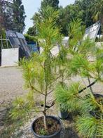 Pinus strobus, Ophalen, In pot, Overige soorten, 100 tot 250 cm