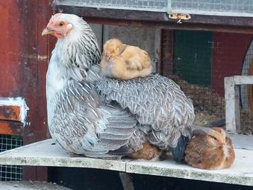 Broedeieren welsumer Barnevelder Marans wyandotte kippen ei