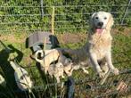 Golden Retriever Pups met FCI Stamboom, Golden retriever, CDV (hondenziekte), 8 tot 15 weken, Meerdere