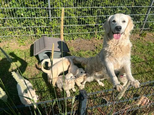 Golden Retriever Pups met FCI Stamboom, Dieren en Toebehoren, Honden | Retrievers, Spaniëls en Waterhonden, Meerdere dieren, Golden retriever