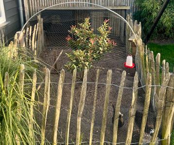 Complete hobby incl hok en ren. beschikbaar voor biedingen