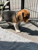 Beagle pups beschikbaar!!, Dieren en Toebehoren, Honden | Beagles, Bassets en Lopende honden, Beagle, Reu, CDV (hondenziekte)