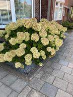 Te koop twee grote  struiken strong Annabelle, Tuin en Terras, Planten | Struiken en Hagen, Ophalen, Hortensia, 100 tot 250 cm
