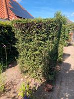 Haag +-20 boompjes, Tuin en Terras, Ophalen, 100 tot 250 cm