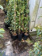 Toscaanse jasmijn wit extra lang 200cm plus 3/4 pm 16,95, Tuin en Terras, Planten | Tuinplanten, Ophalen, Zomer, Overige soorten