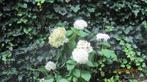 Hydrangea 'Annabelle en Grandiflora, Paniculata., Tuin en Terras, Planten | Tuinplanten, Volle zon, Vaste plant, Zomer, Ophalen