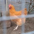 Orpington haan te koop, Dieren en Toebehoren, Pluimvee, Mannelijk, Kip