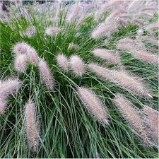 Pennisetum alo Hameln. Siergrassen  beschikbaar voor biedingen