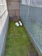 Mooie witte kwakertjes, tt kwaliteit, Dieren en Toebehoren, Ophalen, Vogel