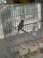Kanarie mannen, Dieren en Toebehoren, Vogels | Overige Vogels, Mannelijk, Tropenvogel