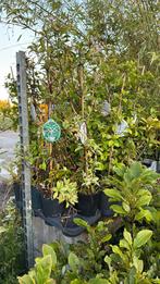 Jasmijnen kleur roze geel wit rest partij ruim prijs 5,95, Tuin en Terras, Planten | Tuinplanten, Ophalen, Volle zon, Vaste plant