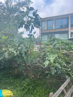 Vijgenboom te koop!, Ophalen, Lente, Volle zon, Vijgenboom