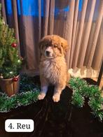 Sint Bernard x berner sennen pups, Dieren en Toebehoren, Rabiës (hondsdolheid), 8 tot 15 weken, Meerdere, Nederland