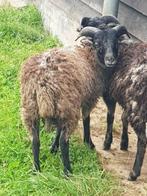 Mooie zwart schimmel Ouessant ram 2025, Dieren en Toebehoren, Mannelijk, Schaap, 0 tot 2 jaar