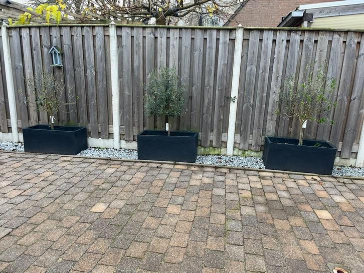 3x Bloembak. Olijfboom. Planten. Bloempot. Tuin., Tuin en Terras, Bloempotten, Zo goed als nieuw, Tuin, Ophalen