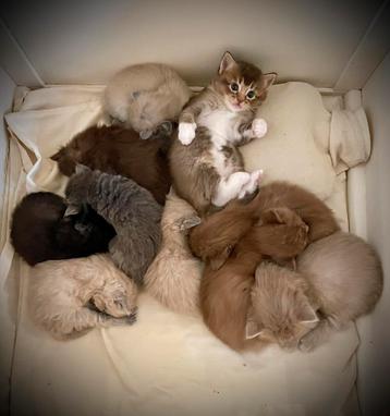 Prachtige en lieve raszuivere Ragdoll kittens stamboom beschikbaar voor biedingen