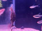 L027 panaque armbrusteri tapajos, Dieren en Toebehoren, Vis, Zoetwatervis, Schoolvis