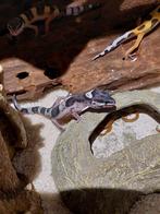 Luipaardgekko's, Dieren en Toebehoren, Reptielen en Amfibieën, Hagedis, 0 tot 2 jaar