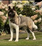 American akita "ALL FOR ALMIGHTY BREAVEHART"  Ter dekking, Dieren en Toebehoren, Honden | Herdershonden en Veedrijvers, 1 tot 2 jaar