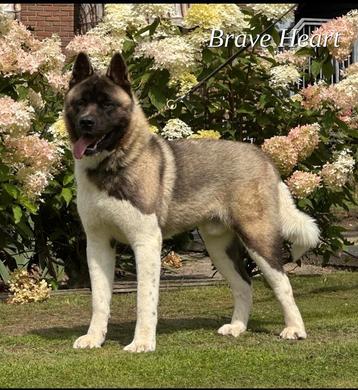American akita "ALL FOR ALMIGHTY BREAVEHART"  Ter dekking beschikbaar voor biedingen