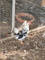 3 serama haantjes, Dieren en Toebehoren, Pluimvee, Mannelijk, Kip