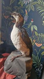 Opgezette zeekoet, Verzamelen, Dierenverzamelingen, Ophalen of Verzenden, Vogel, Opgezet dier