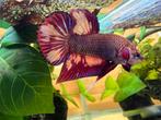 Wild betta hybrids: Nemo Fire man, Dieren en Toebehoren, Vissen | Aquariumvissen, Vis