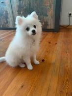 Pomeranian, pup, Dwergkeeshondje, Dieren en Toebehoren, Particulier, Rabiës (hondsdolheid), 15 weken tot 1 jaar, Reu